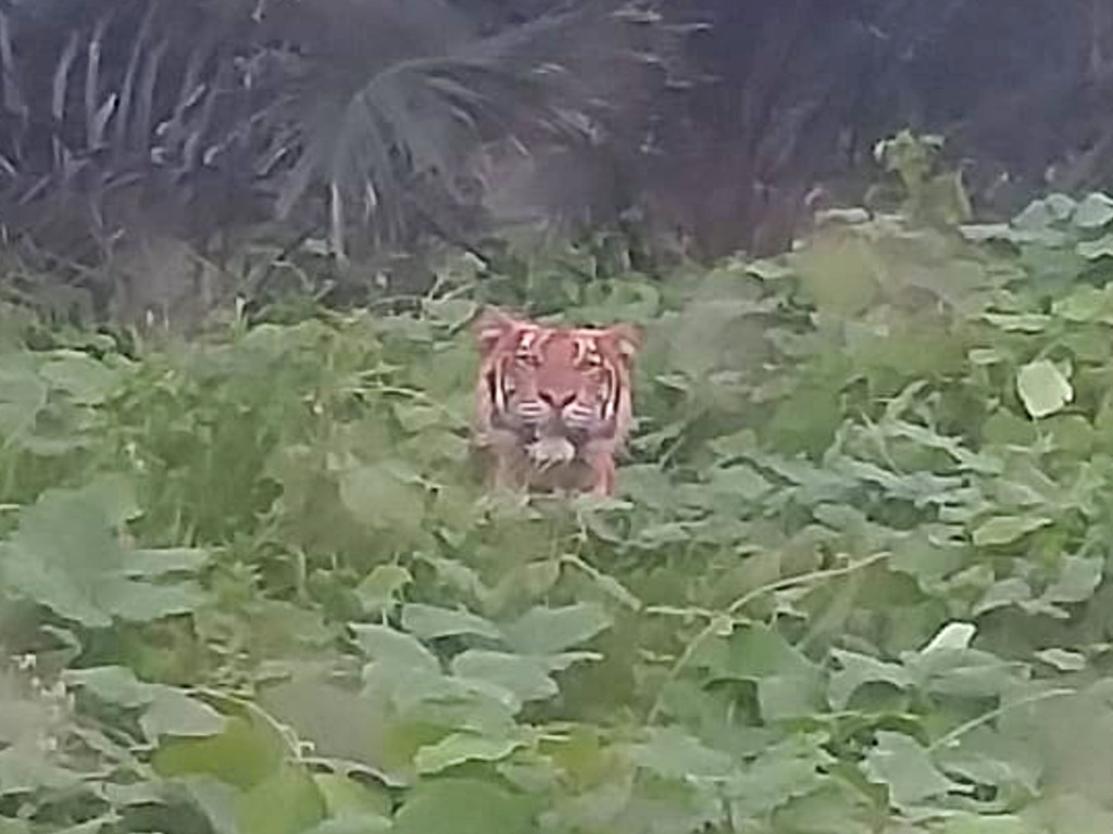 Harimau Aceh Tamiang