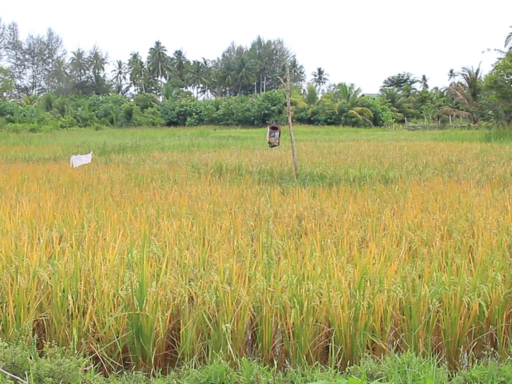 Sawah Aceh