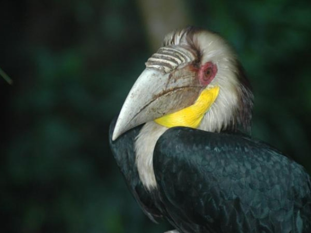 Burung Rangkong