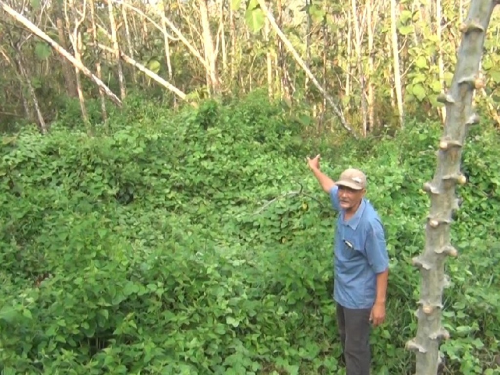 Pencemaran limbah di Kudus