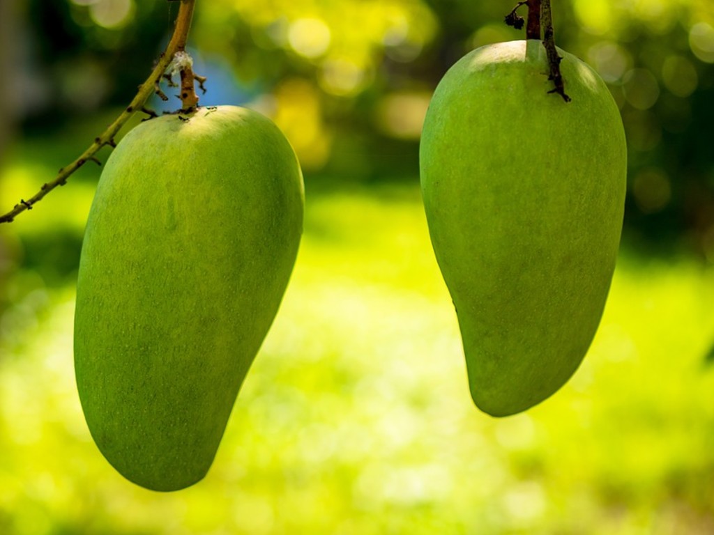 Ilustrasi Mangga Muda