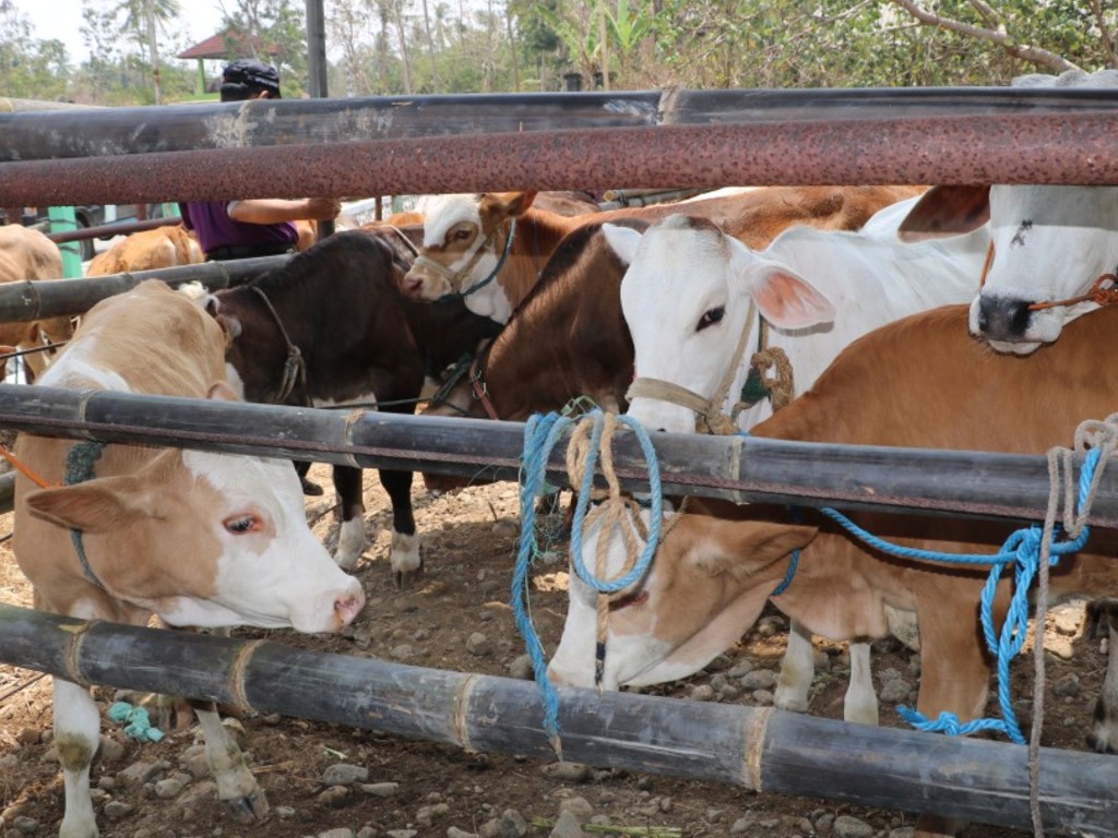 Sapi Kurban Kulon Progo