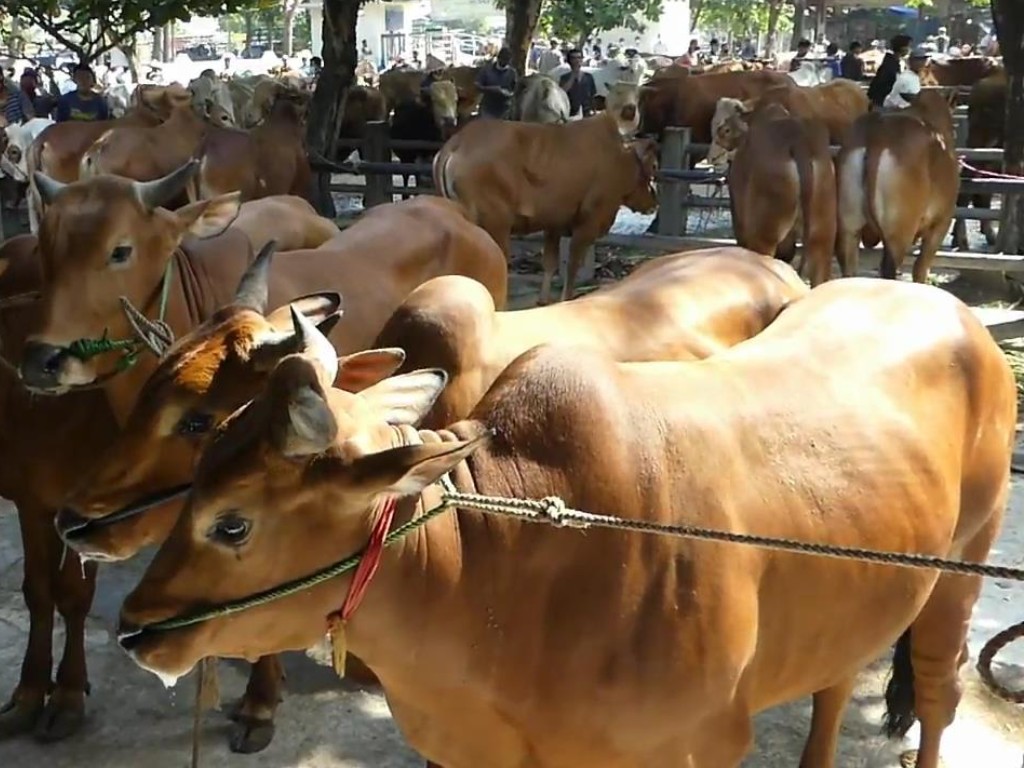 Hewan Kurban di Yogyakarta