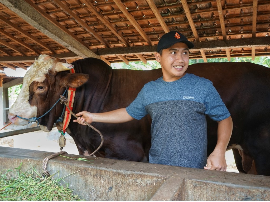 Sapi Jokowi