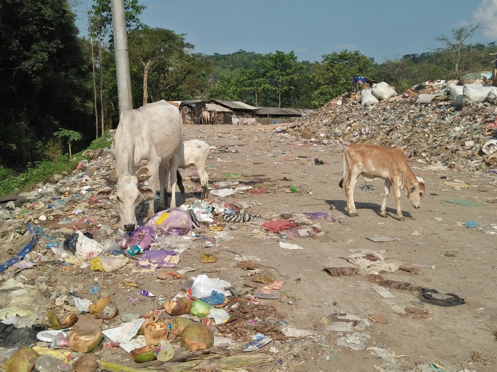 sapi pemakan sampah