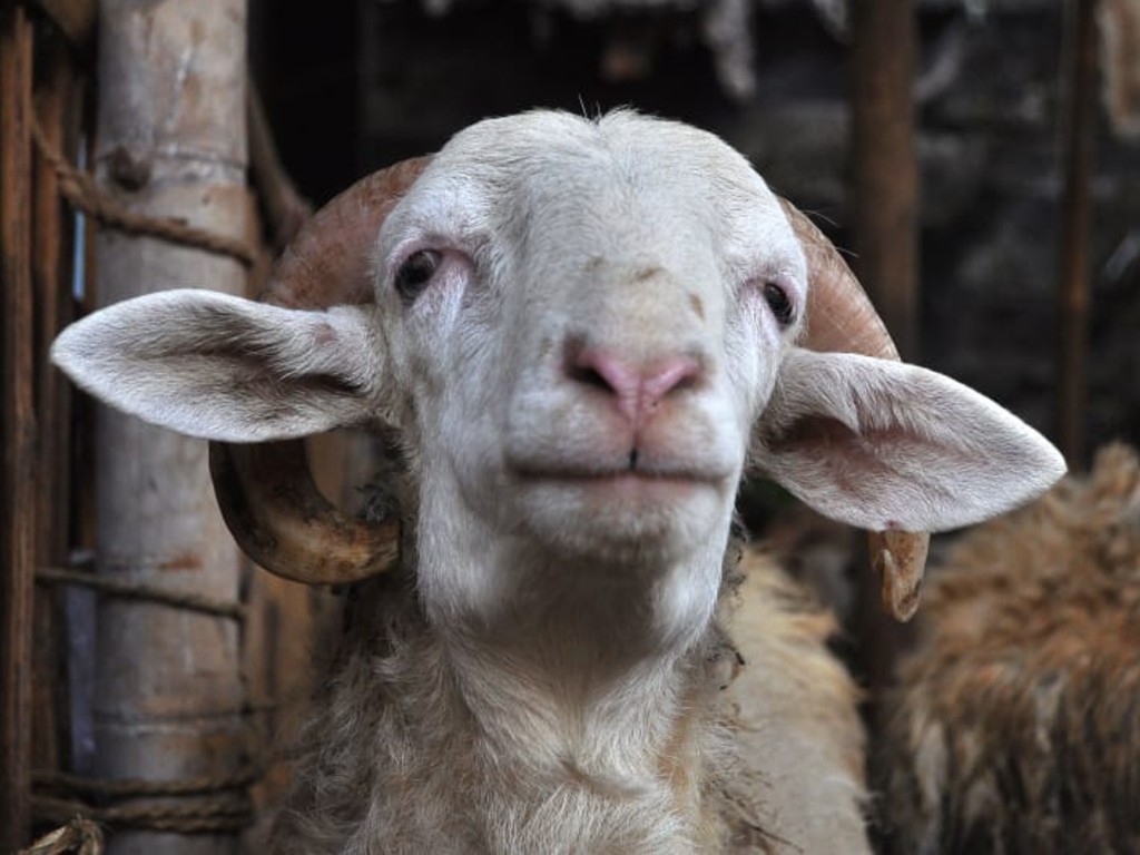 Pedagang Qurban