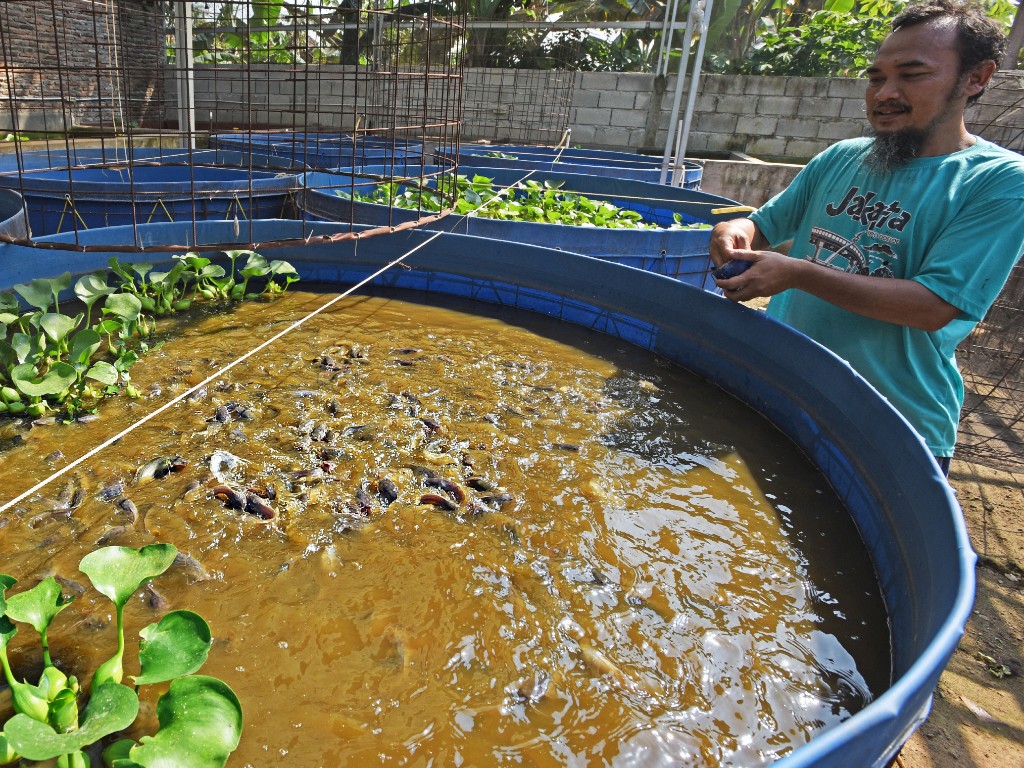 Foto Berternak Lele Dengan Sistem Budidaya Bioflok Tagar