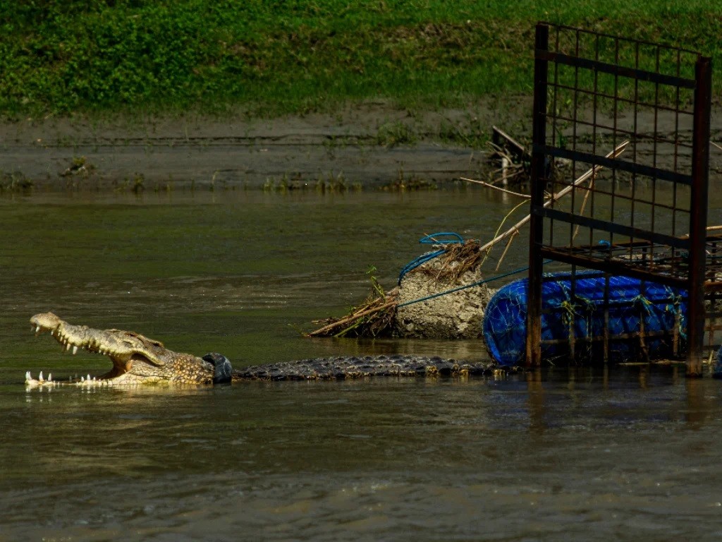 Buaya Terjerat