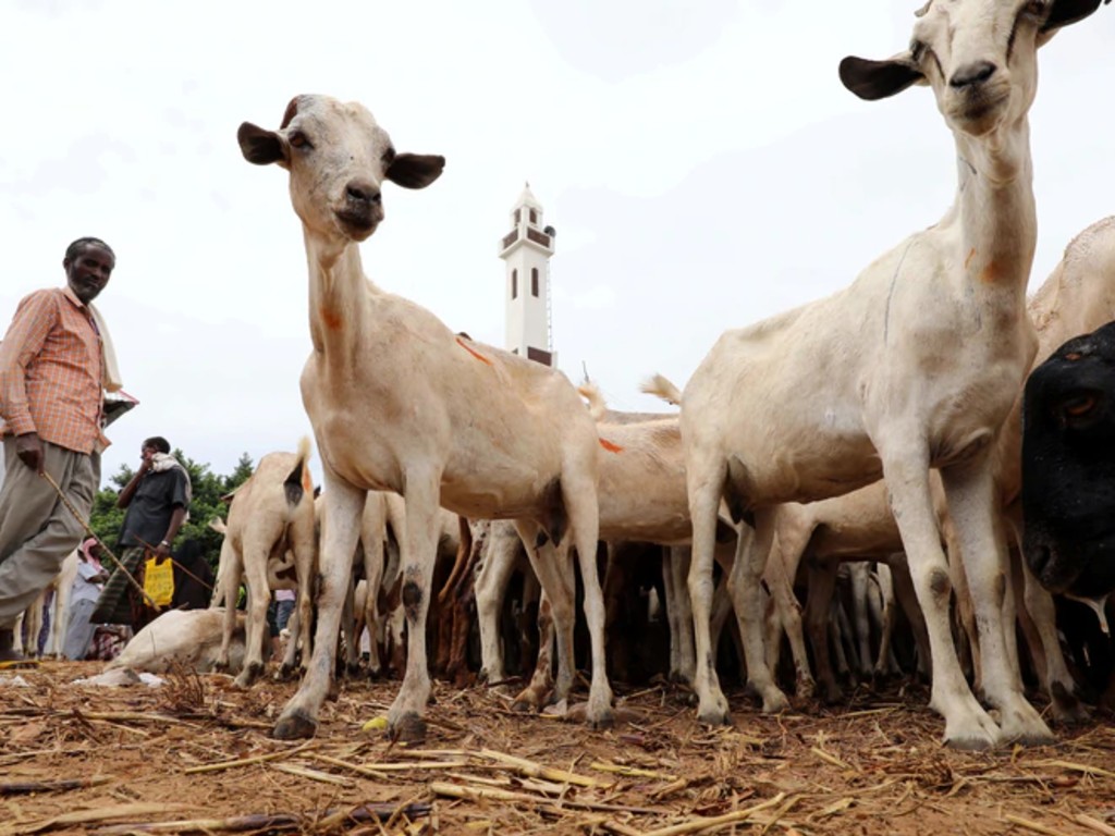 Peternak Somalia