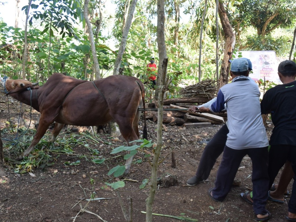 Kurban di Gunungkidul