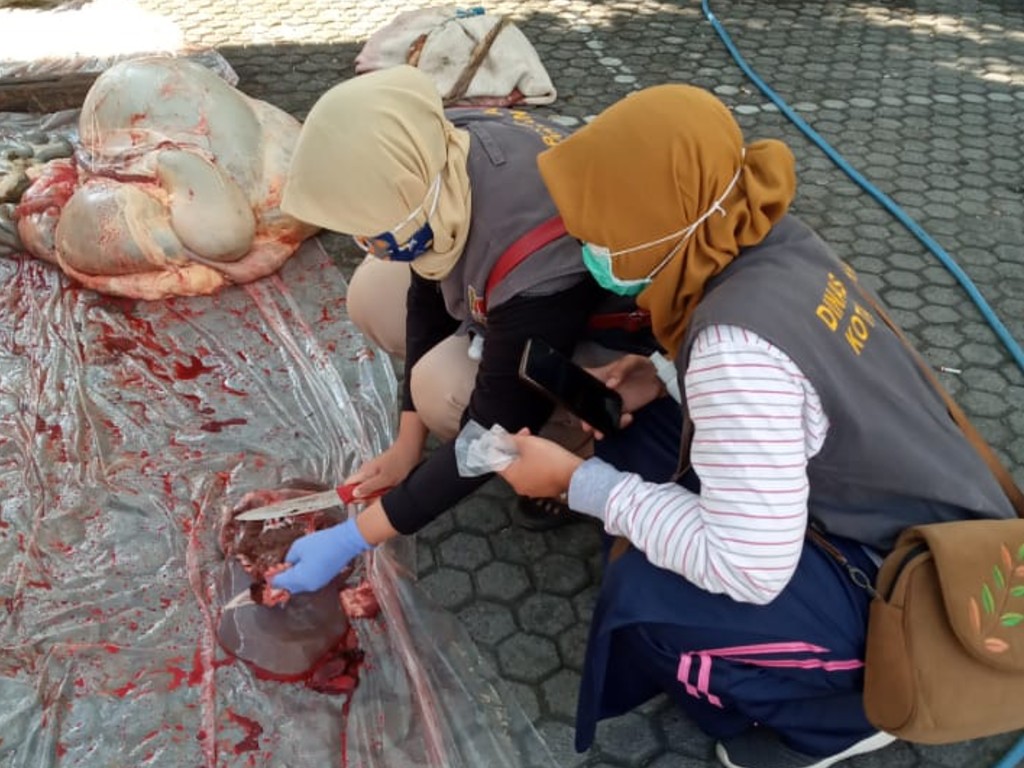 pemeriksaan jeroan kurban