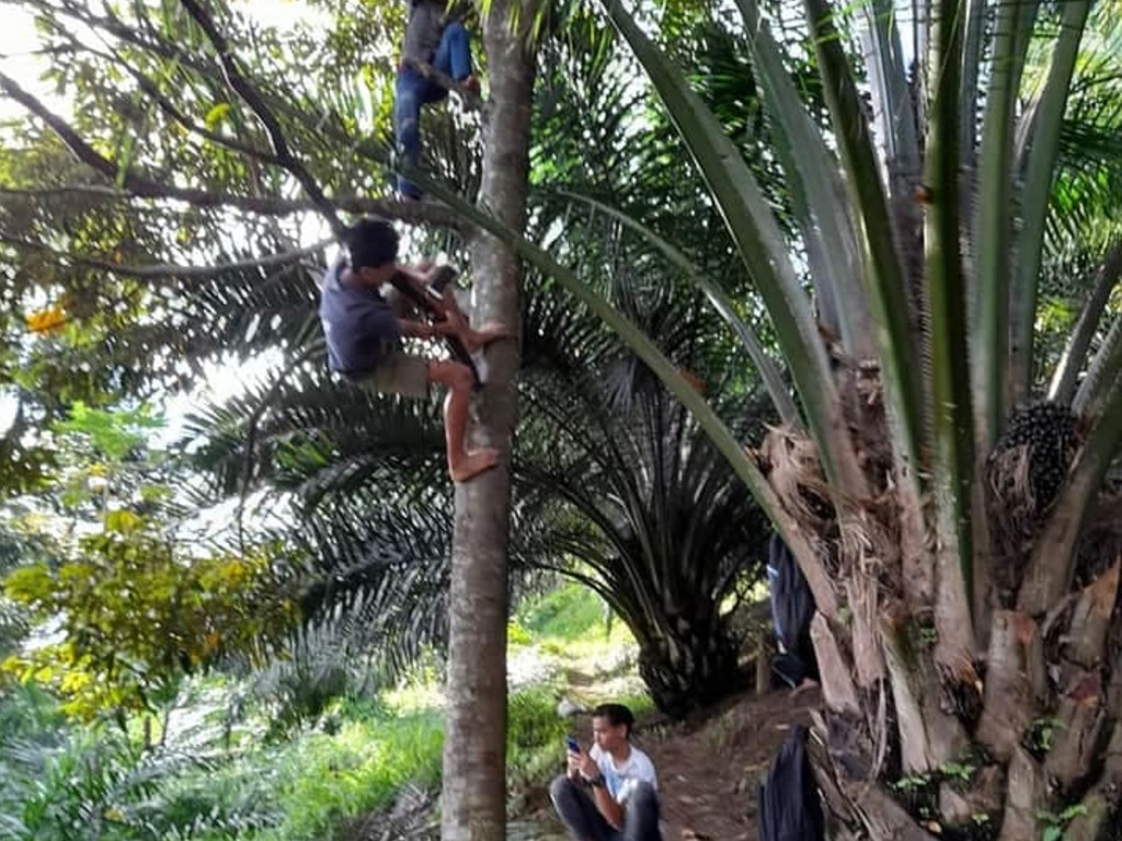 Pelajar Panjat Pohon di Simalungun