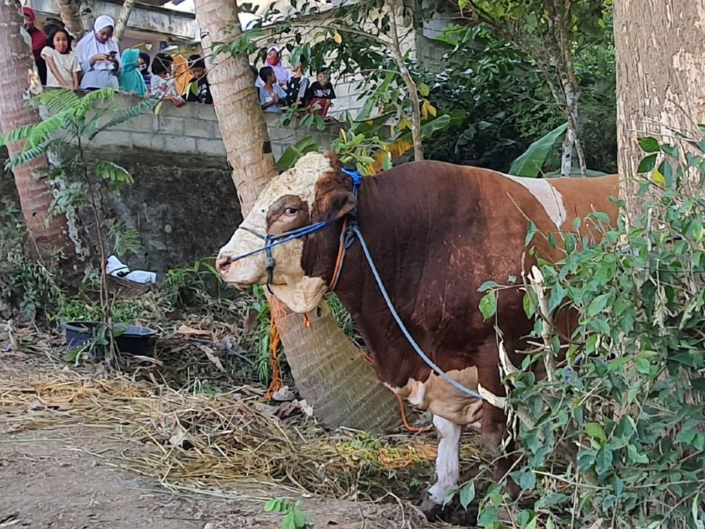 Sapi Kurban Bantuan Presiden Joko Widodo