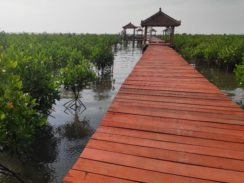 wisata mangrove rembang1