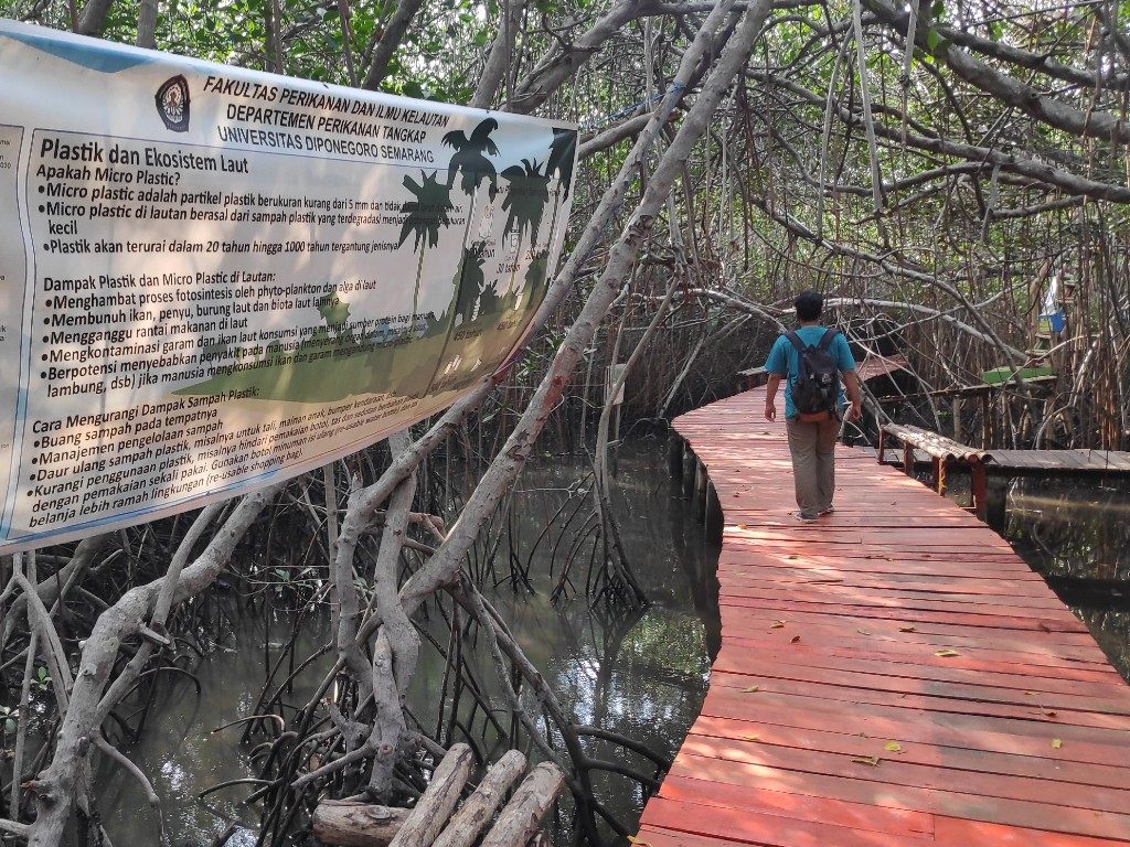 wisata mangrove rembang2