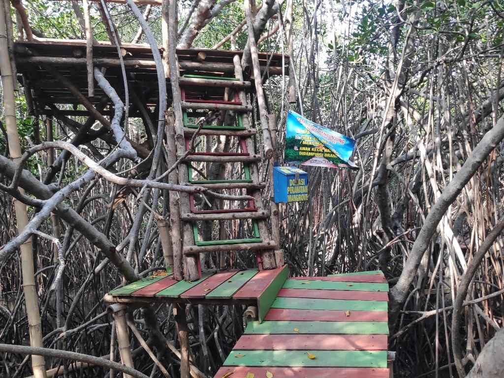 wisata mangrove rembang3