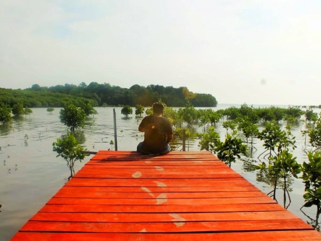 wisata mangrove rembang4