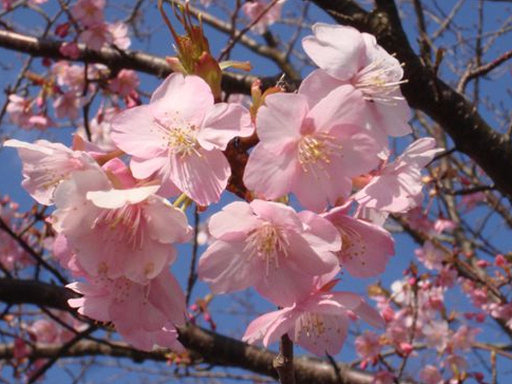 Berburu Bunga Sakura Mekar Di Kebun Raya Cibodas