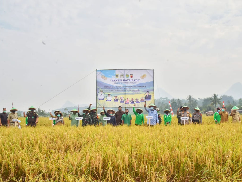 panen raya padi bogor