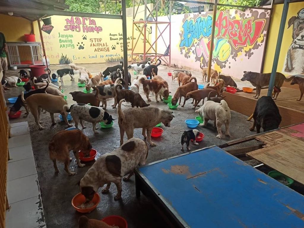 Shelter Anjing Tangerang Berdiri dari Rasa Kasihan | Tagar
