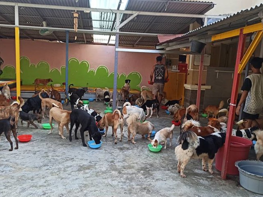 Cerita Shelter Anjing Tangerang 2
