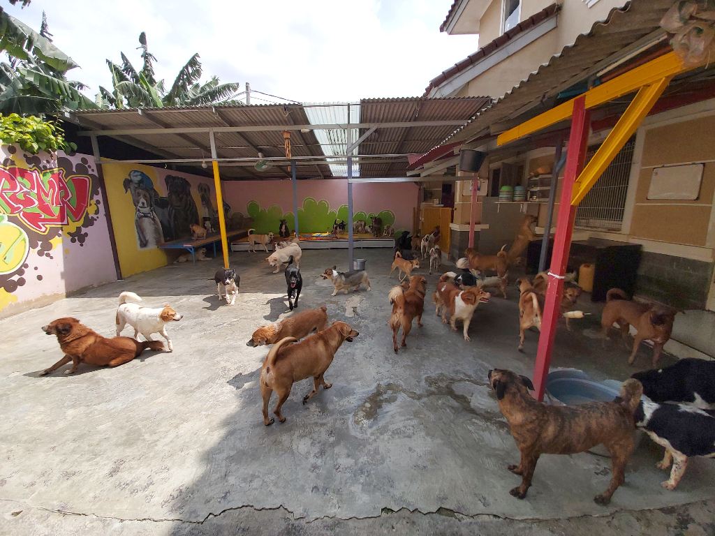 Shelter Anjing Tangerang Berdiri dari Rasa Kasihan | Tagar