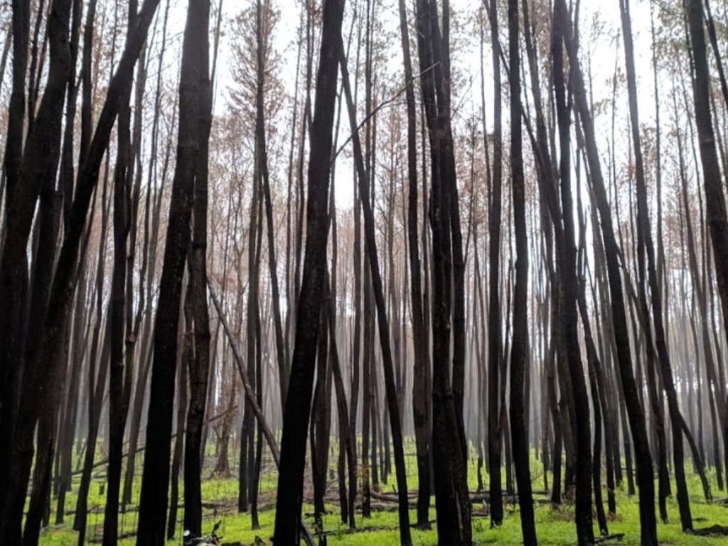 Hutan Pinus Maros