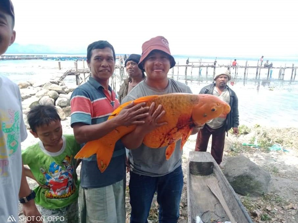 Ikan Mas Besar di Danau Toba