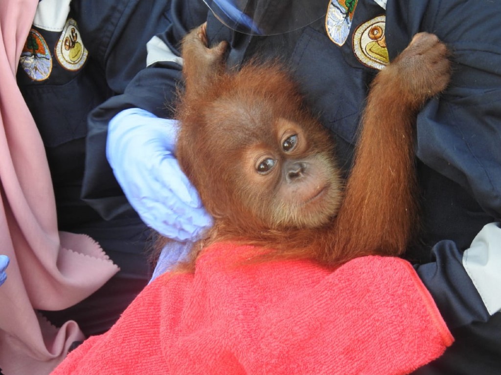 Anak Orang Utan