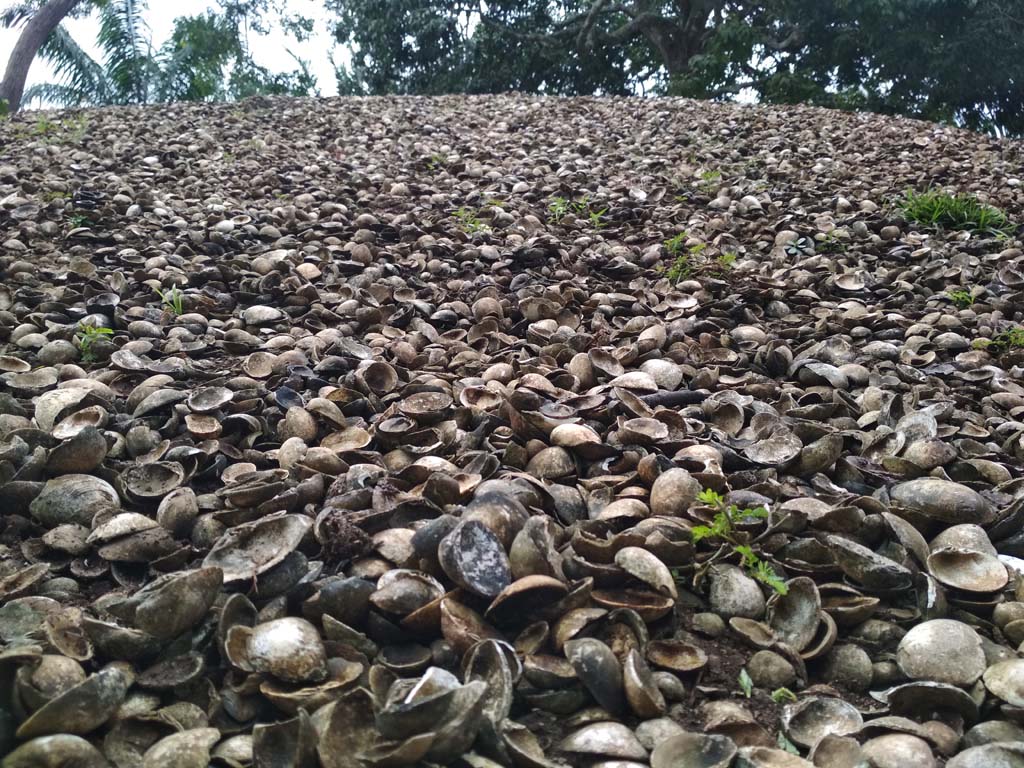 Fosil berupa tumpukan bukit kecil yang terdiri dari kulit-kulit kerang disebut