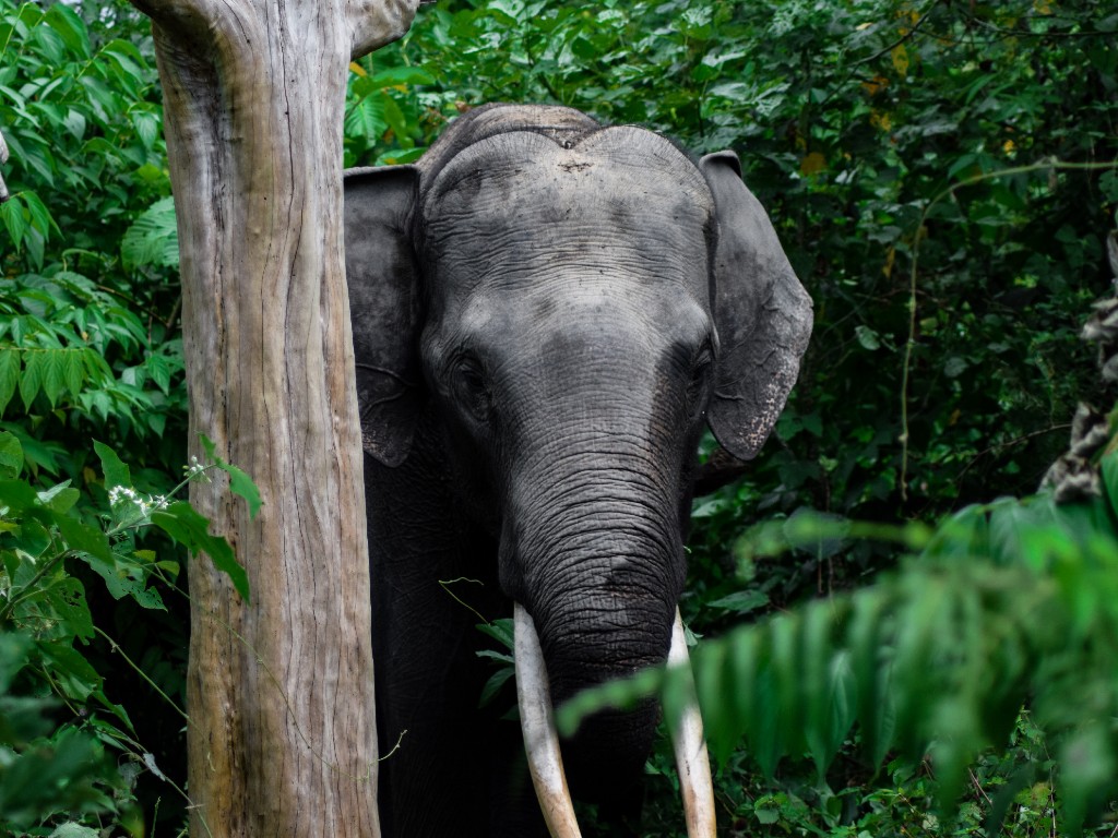 Gajah Aceh