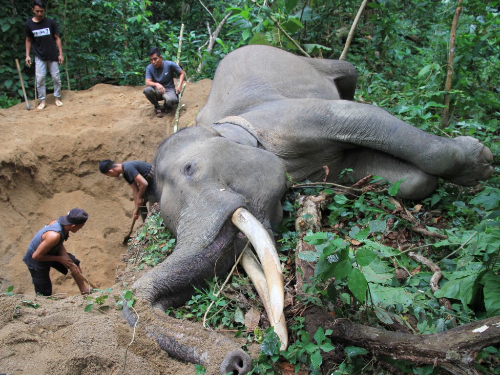 Gajah Sumatra