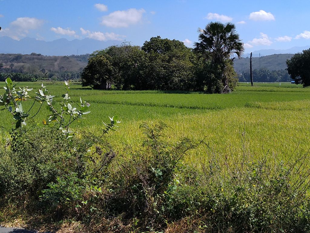 Sawah Borong Torok