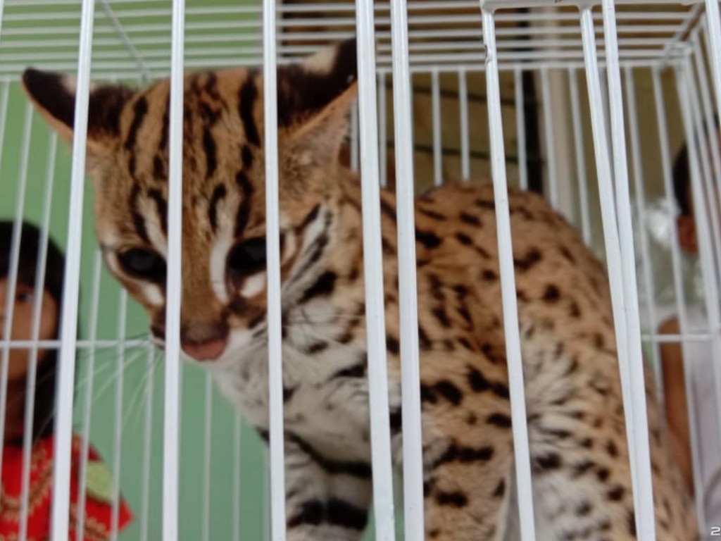 Kucing Hutan