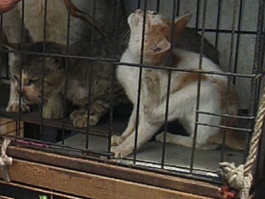 Kucing Jalanan