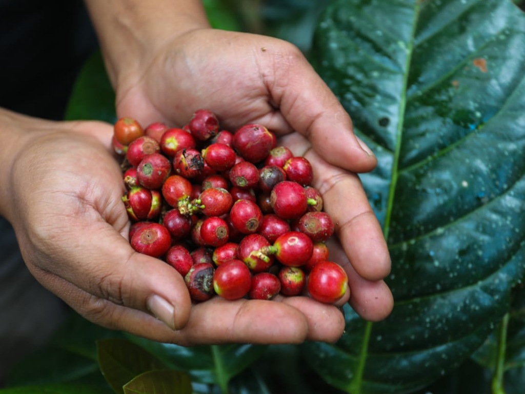 Kopi Liberika Aceh