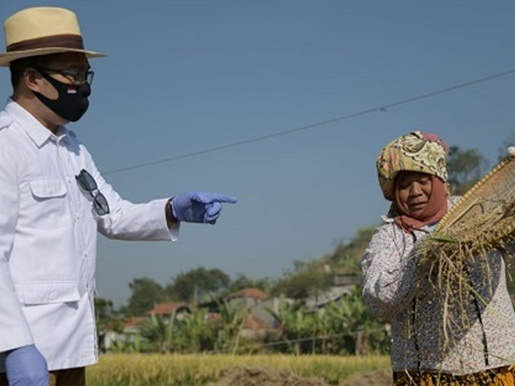 gub jabar panen raya padi