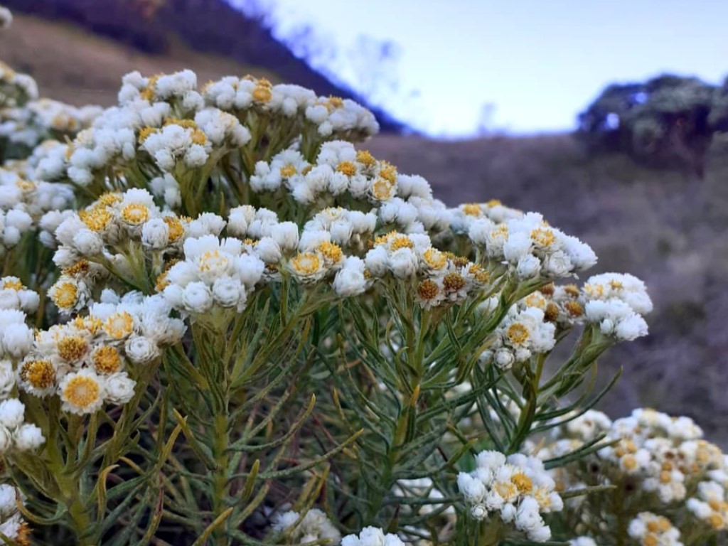 Bunga Edelweiss