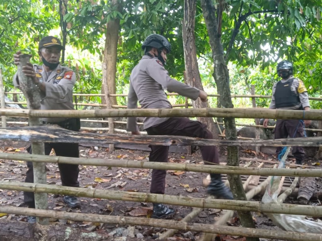 Sabung Ayam