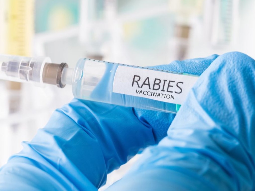 Ilustrasi Vaksin Rabies