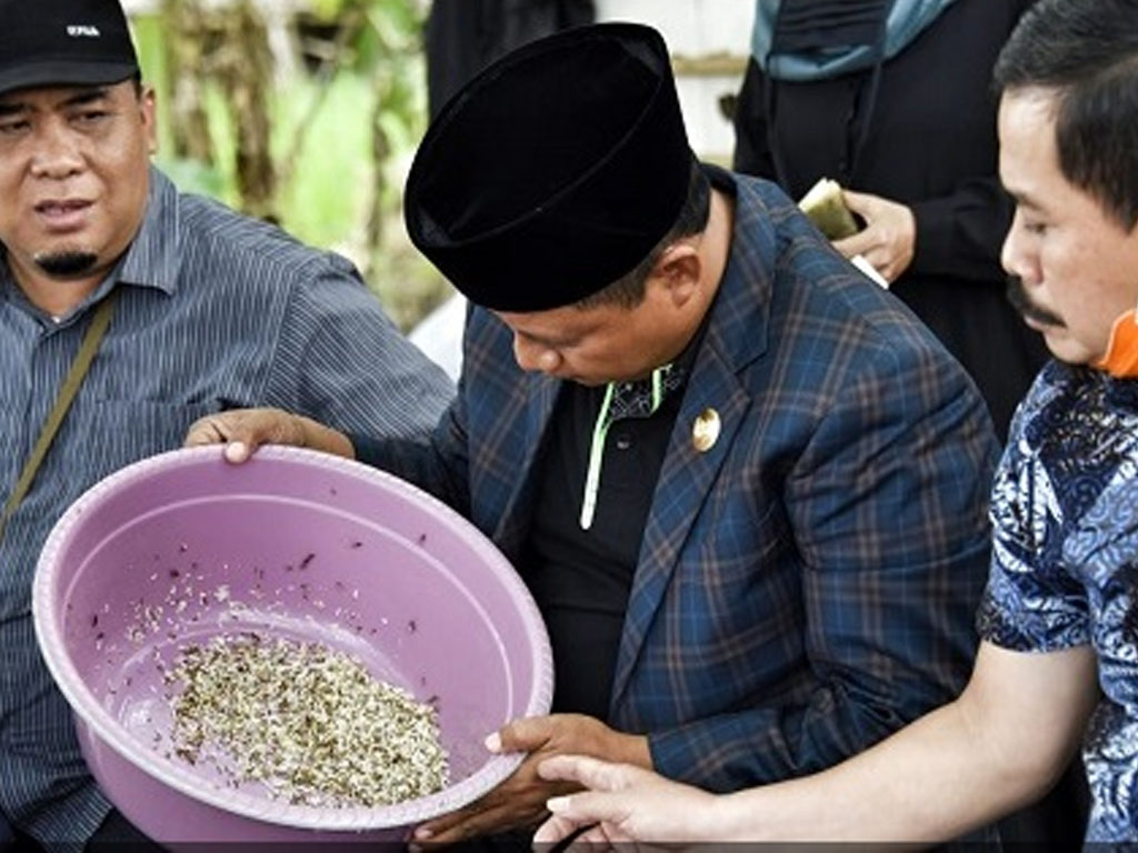 budidaya kroto tasik