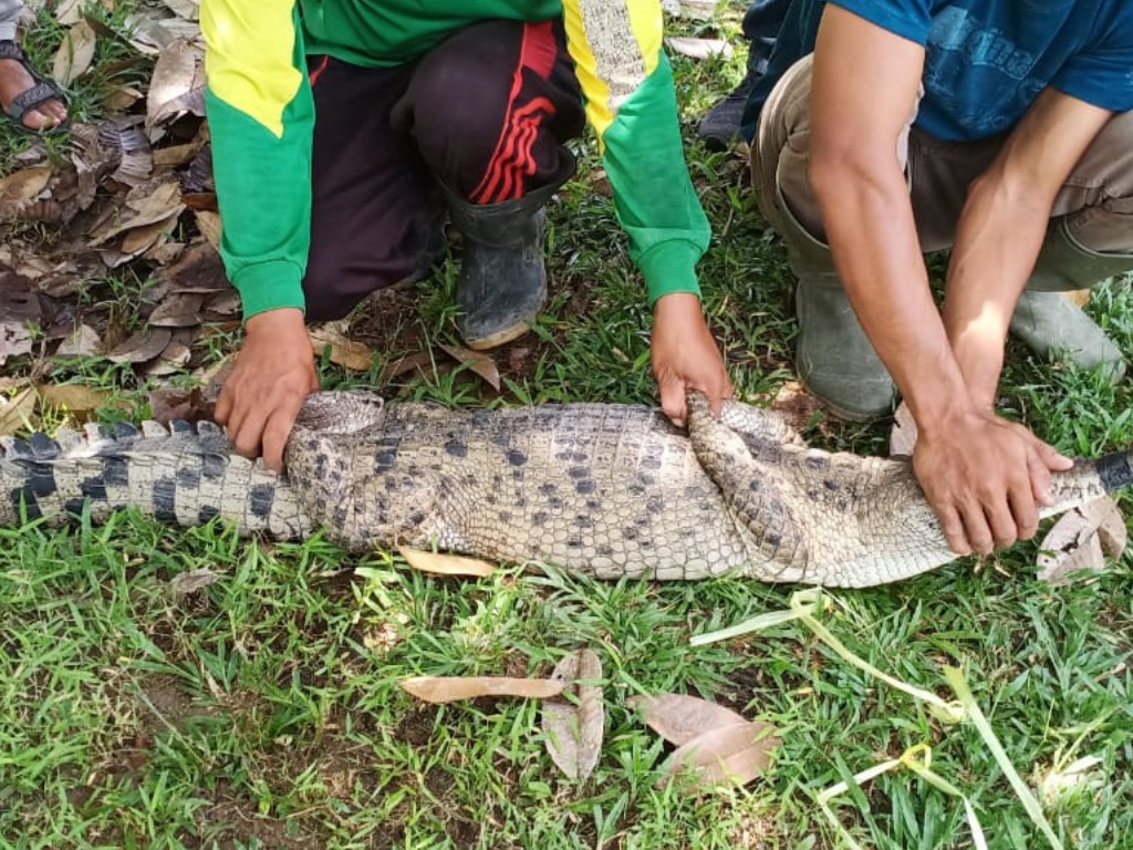 Buaya Ditangkap di Sumut