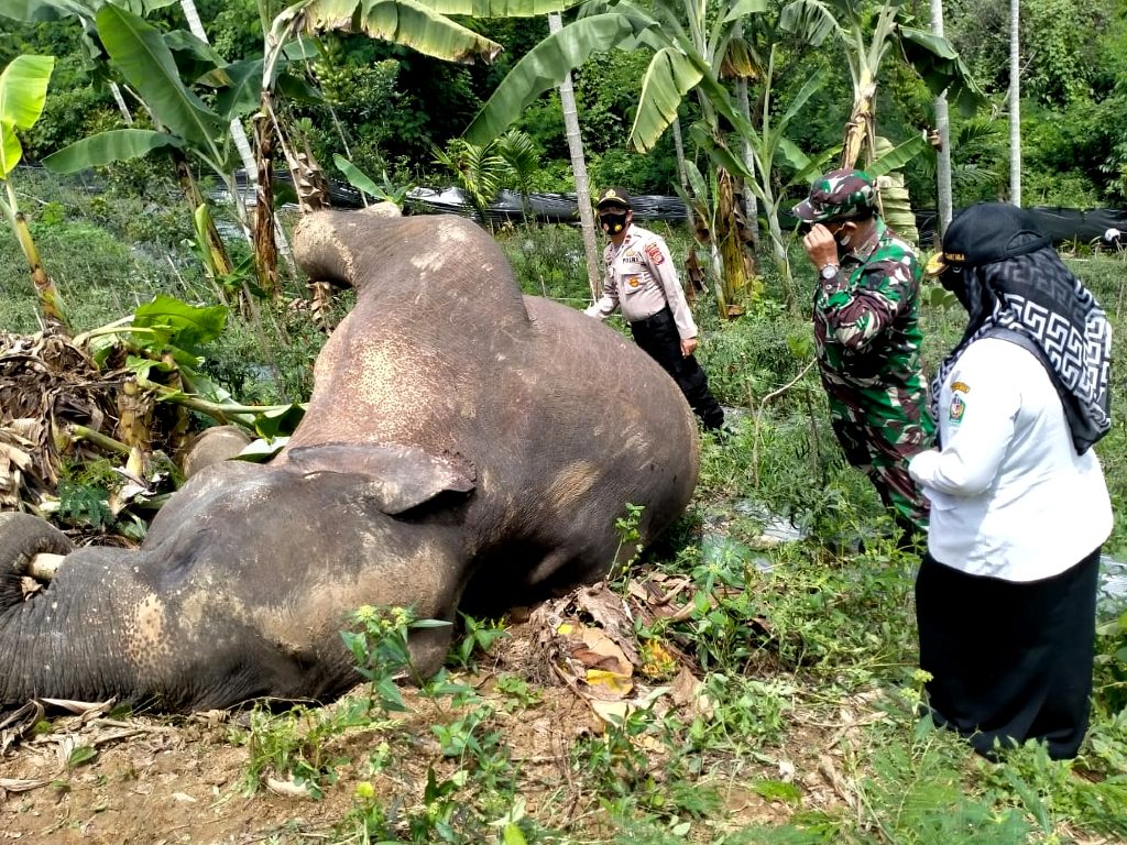 Gajah Liar Mati di Aceh