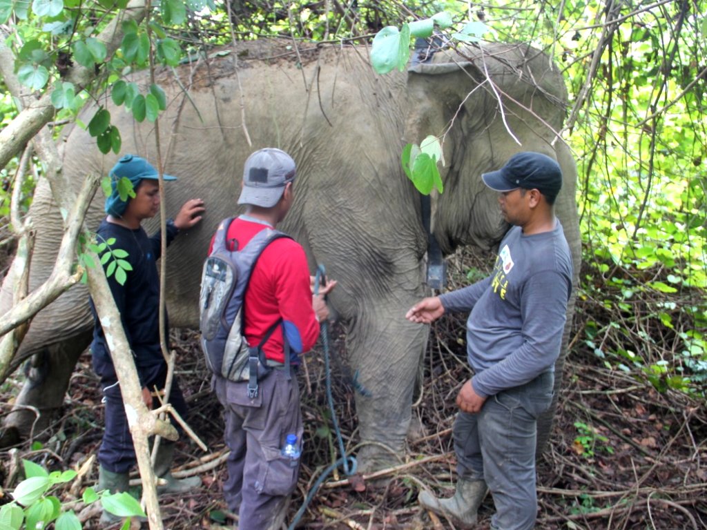 Gajah Liar di Aceh Timur