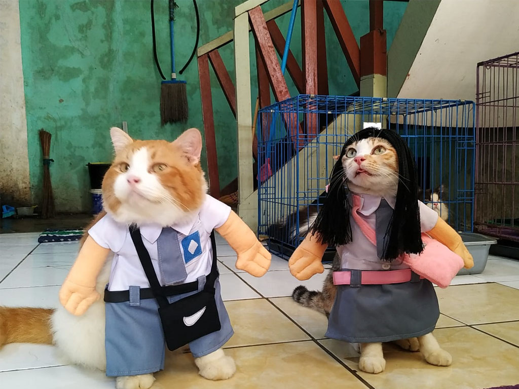 kostum kucing majalengka