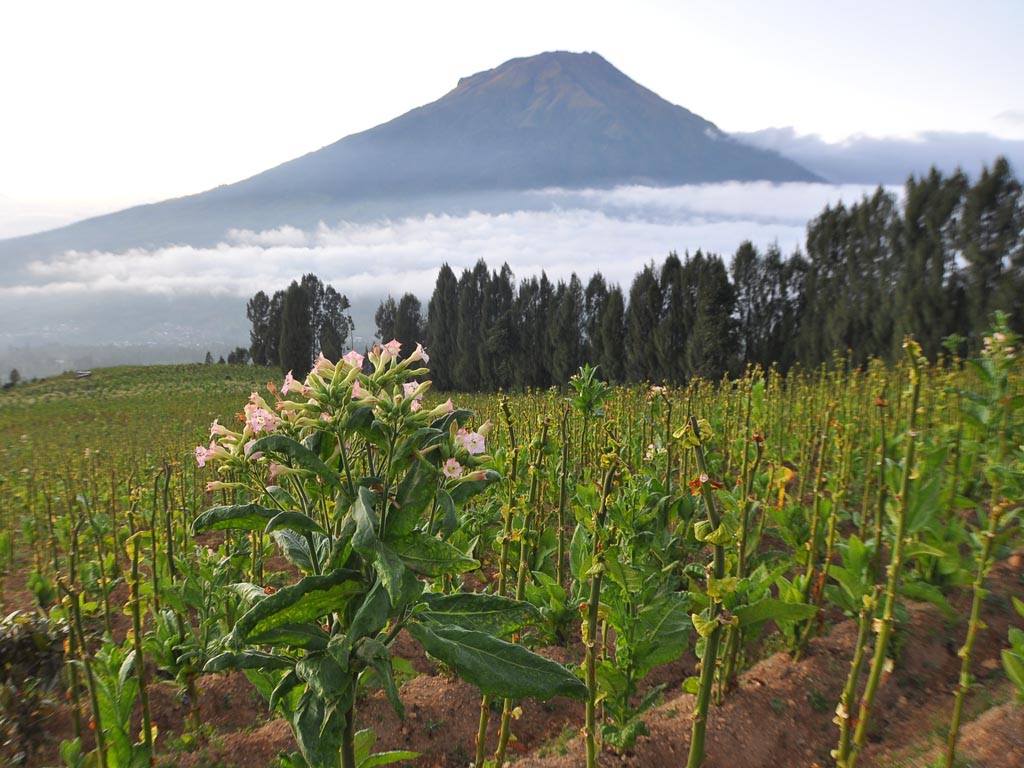 Cerita Tembakau Temanggung (1)