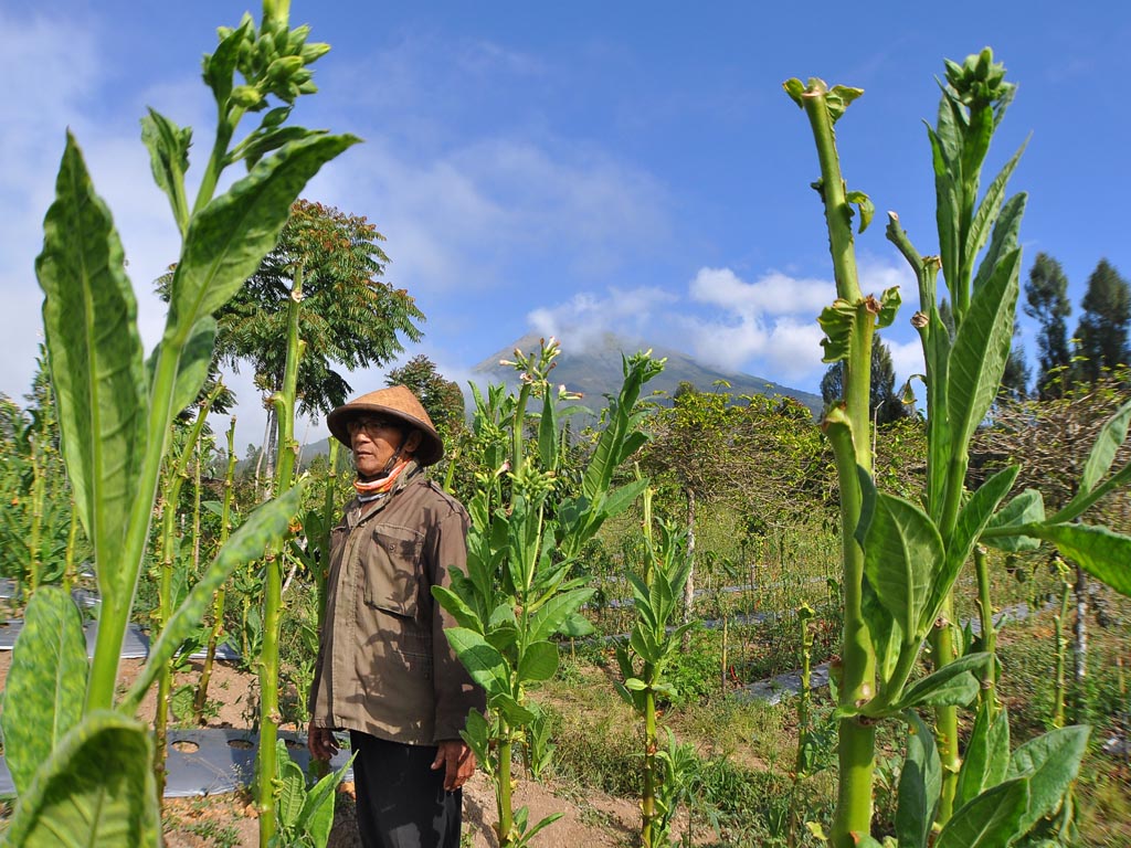 Cerita Tembakau Temanggung (2)