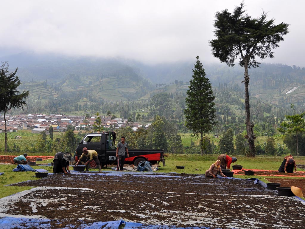 Cerita Tembakau Temanggung (5)