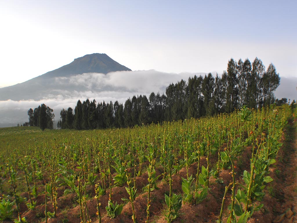 Cerita Kebun Tembakau Posong (1)