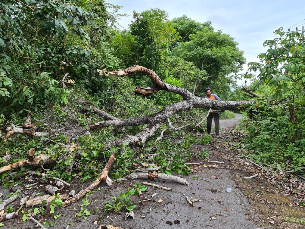 Pohon Tumbang di Sabang